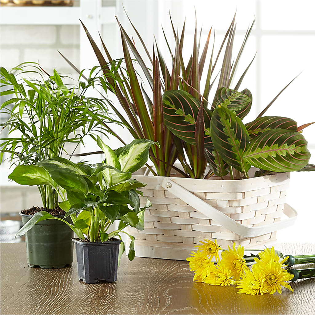 Florist Designed Blooming and Green Plants in a Basket – Bittner-long Floral And Greenhouse, Somerset PA