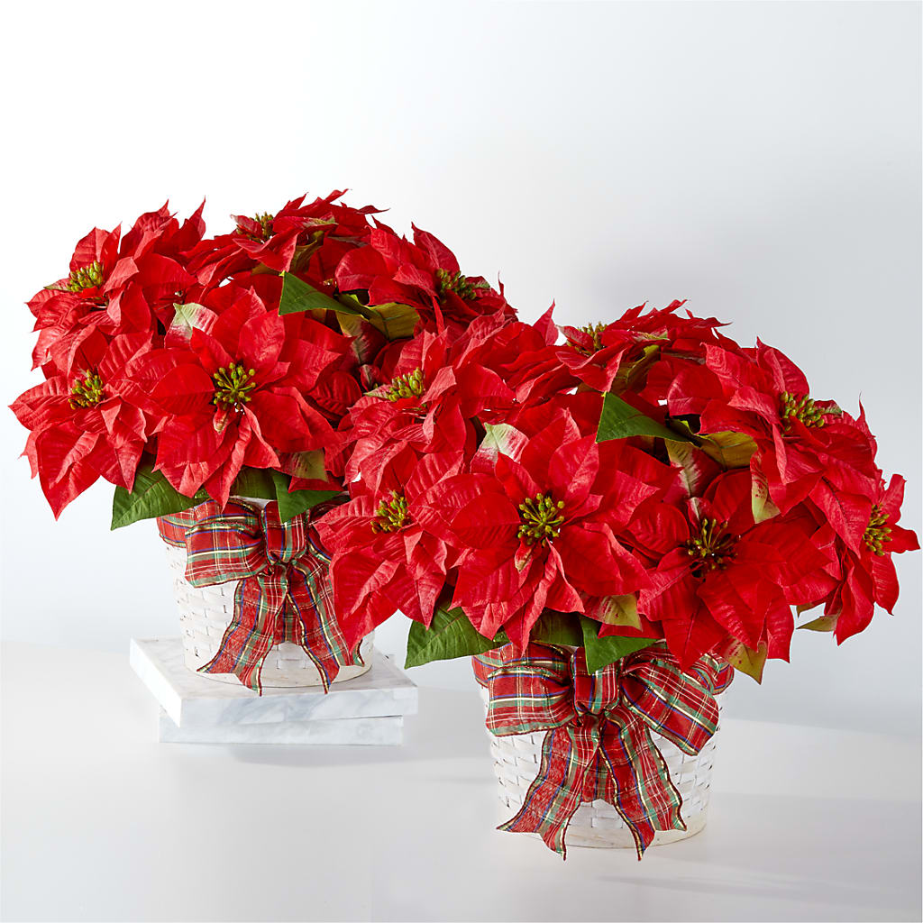 Happiest Holidays Poinsettia Bundle – Bittner-long Floral And Greenhouse, Somerset PA