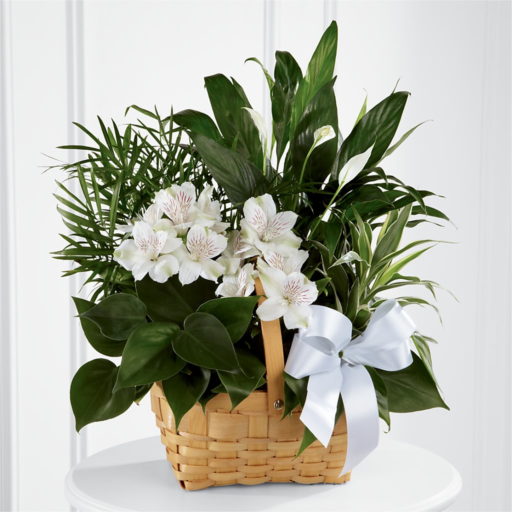 Peace & Serenity Dishgarden – Bittner-long Floral And Greenhouse, Somerset PA