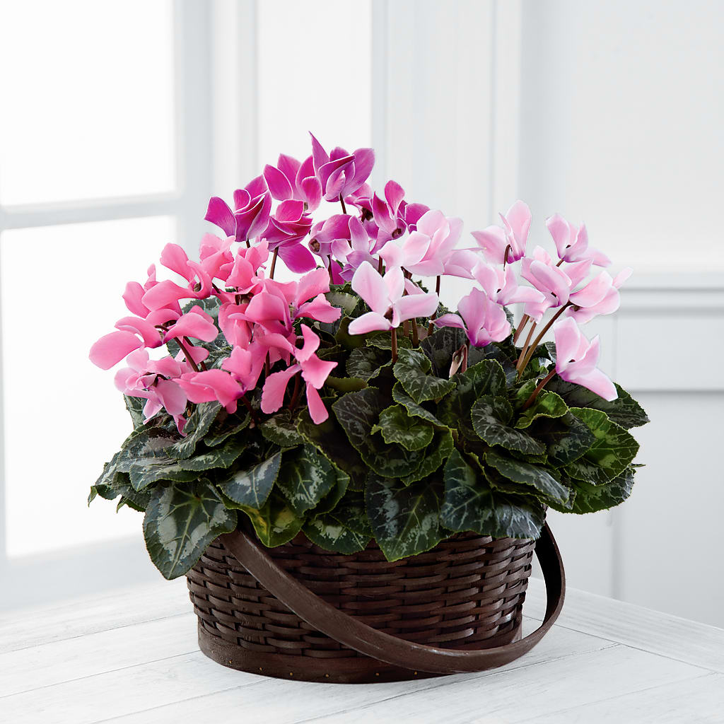 Mixed Cyclamen Planter – Bittner-long Floral And Greenhouse, Somerset PA