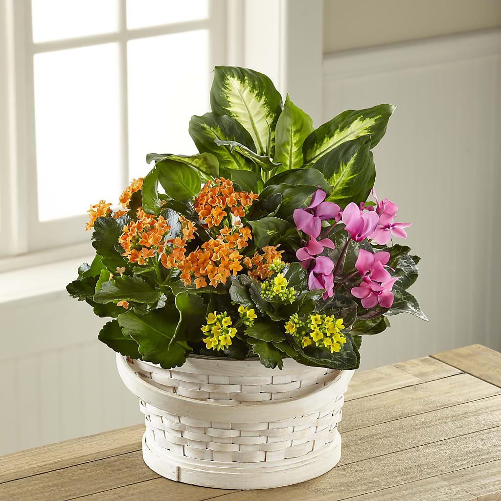 Color Crush Dishgarden – Bittner-long Floral And Greenhouse, Somerset PA