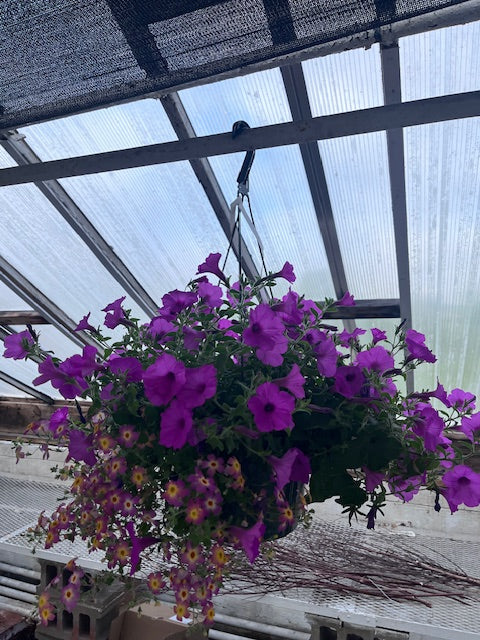 Hanging Basket