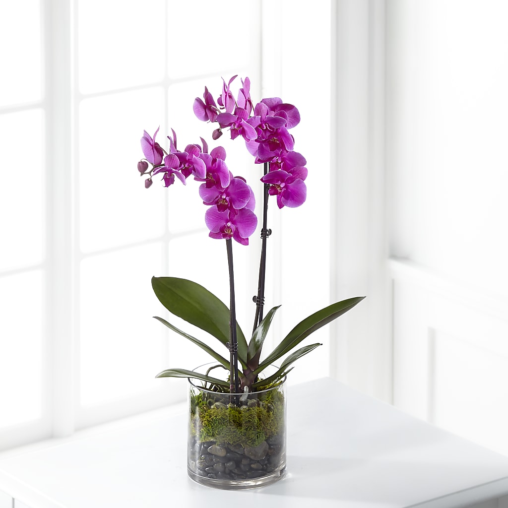Pink Orchid Plant – Bittner-long Floral And Greenhouse, Somerset PA
