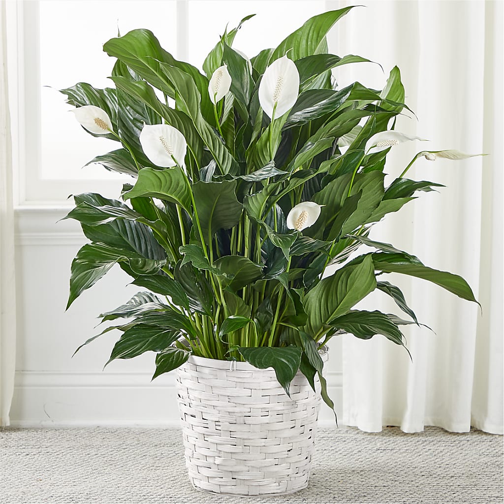 A New Leaf Peace Lily – Bittner-long Floral And Greenhouse, Somerset PA