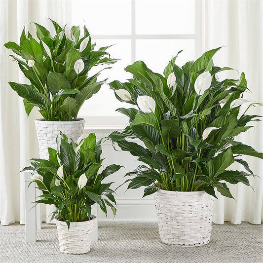A New Leaf Peace Lily – Bittner-long Floral And Greenhouse, Somerset PA