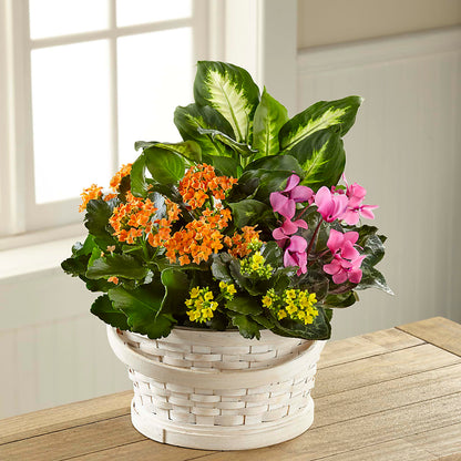 Color Crush Dishgarden –  Bittner-long Floral And Greenhouse, Somerset PA
