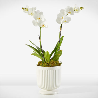 Whispering White Orchid –  Bittner-long Floral And Greenhouse, Somerset PA