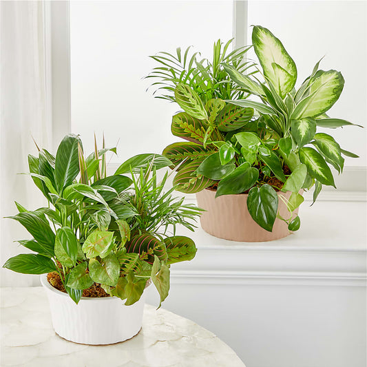 Balance & Harmony Dishgarden –  Bittner-long Floral And Greenhouse, Somerset PA